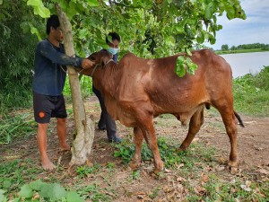 Dịch Viêm da nổi cục trên trâu, bò xuất hiện trở lại tại Tây Ninh 