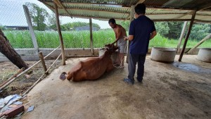 Tập trung nguồn lực, xử lý dứt điểm dịch viêm da nổi cục trên trâu, bò 