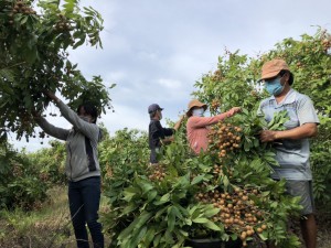 Hỗ trợ nông dân tiêu thụ hơn 2 tấn nhãn 