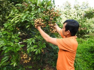 Tiêu thụ nông sản... người dân cần chiều ý khách hàng 