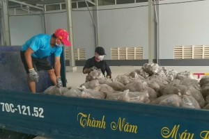 Người trồng củ sắn “tắc” đầu ra 