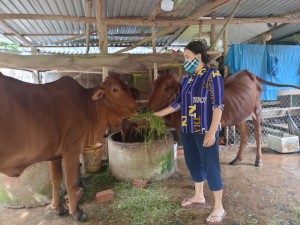 Tập huấn TOT kỹ thuật chăn nuôi và vỗ béo bò thịt 