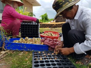 Phát triển giống mía mới trên vùng nguyên liệu mía TTC Sugar 