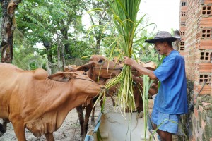 Sử dụng đồng vốn hiệu quả, vươn lên ổn định cuộc sống - Báo Tây Ninh Online