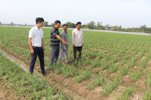 Giữ hoa cho làng huệ - Báo Tây Ninh Online