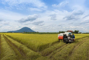 Ngành Nông nghiệp đóng góp gần 21% vào cơ cấu GRDP của tỉnh - Báo Tây Ninh Online