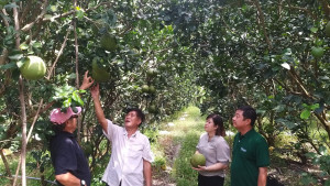 Chuyện người trồng bưởi da xanh - Báo Tây Ninh Online