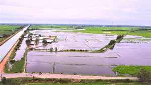 Nạo vét kênh tiêu để thoát nước cho cánh đồng Ba Cụm (xã Hưng Thuận)