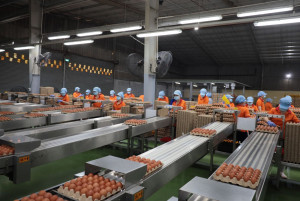 Doanh nghiệp, người chăn nuôi lao đao vì thông tin “trứng giả”